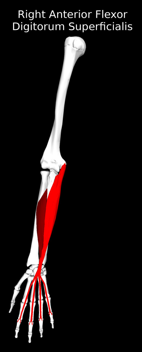 Flexor Digitorum Superficialis Muscle