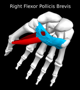 Flexor Pollicis Brevis Muscle