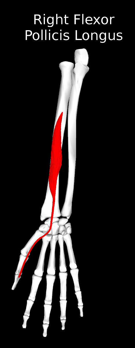 Flexor Pollicis Longus Muscle