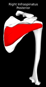 Infraspinatus Muscle