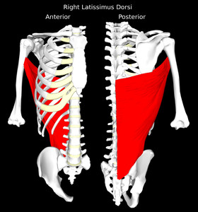 Latissimus Dorsi Muscle