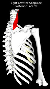 Levator Scapulae Muscle