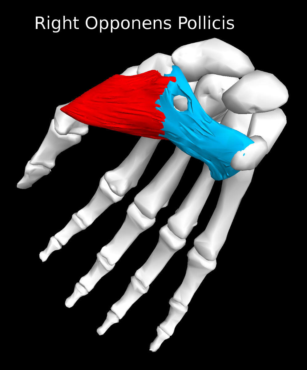 Opponens Pollicis Muscle