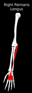 Palmaris Longus Muscle