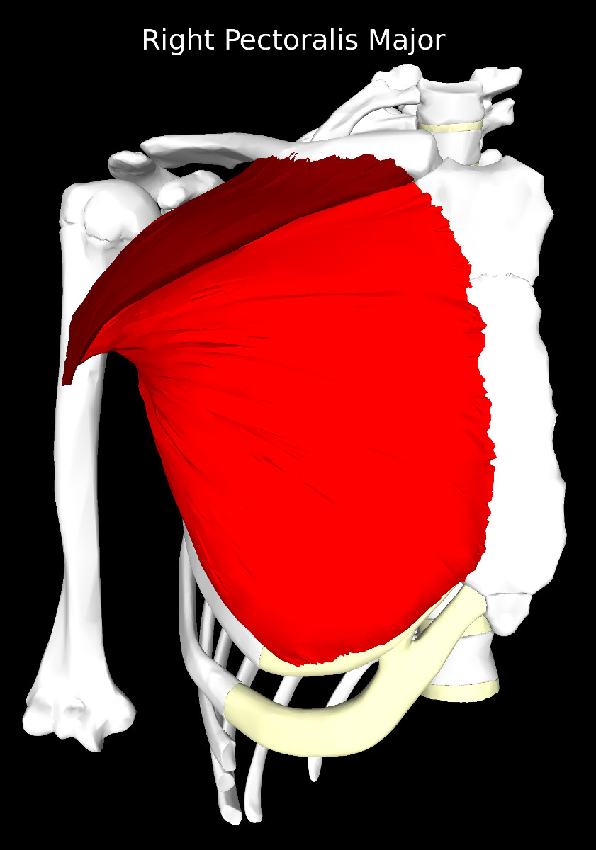 Pectoralis Major Muscle