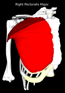 Pectoralis Major Muscle