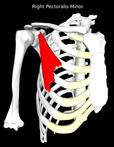Pectoralis Minor Muscle