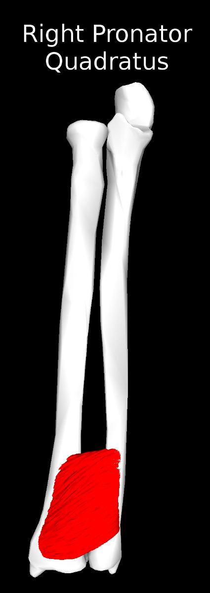 Pronator Quadratus Muscle