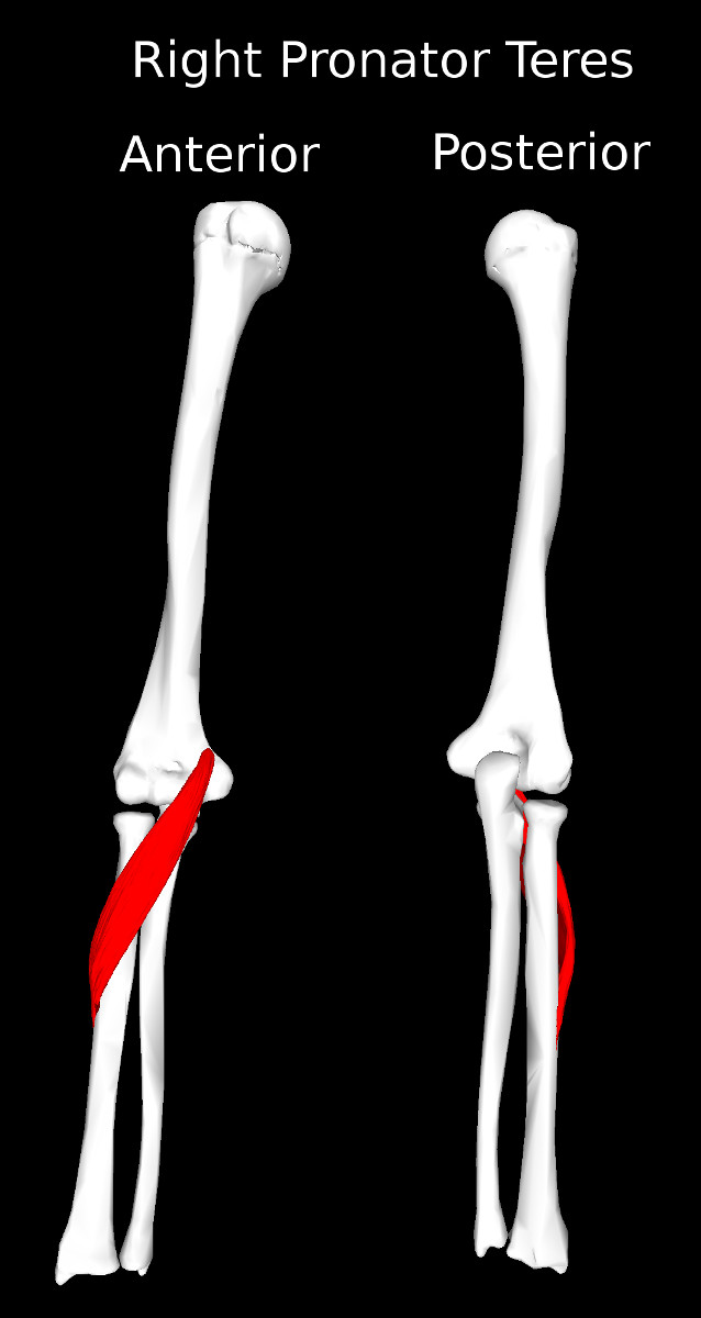 Pronator Teres Muscle