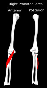 Pronator Teres Muscle
