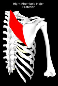Rhomboid Major Muscle