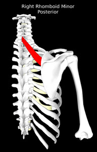 Rhomboid Minor Muscle