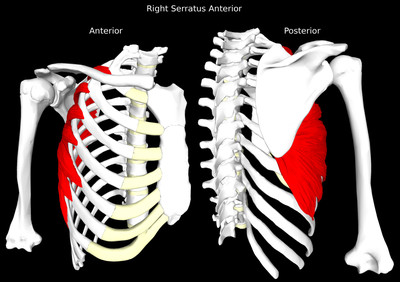 Serratus Anterior Muscle