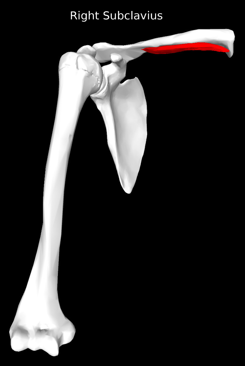 Subclavius Muscle