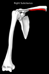 Subclavius Muscle