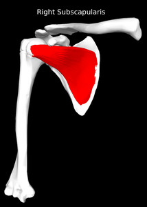 Subscapularis Muscle
