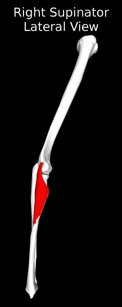 Supinator Muscle