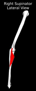 Supinator Muscle