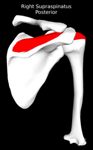 Supraspinatus Muscle
