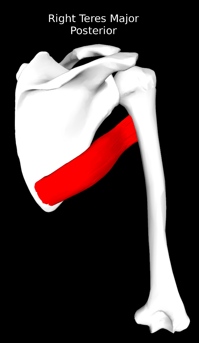 Teres Major Muscle