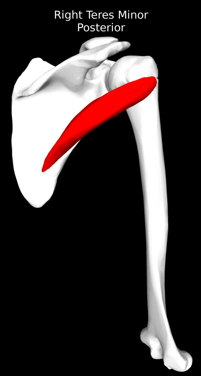Teres Minor Muscle