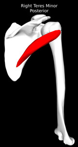 Teres Minor Muscle