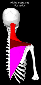 Trapezius Muscle