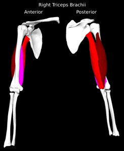 Triceps Brachii Muscle