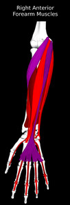 Anterior Muscles of the Forearm