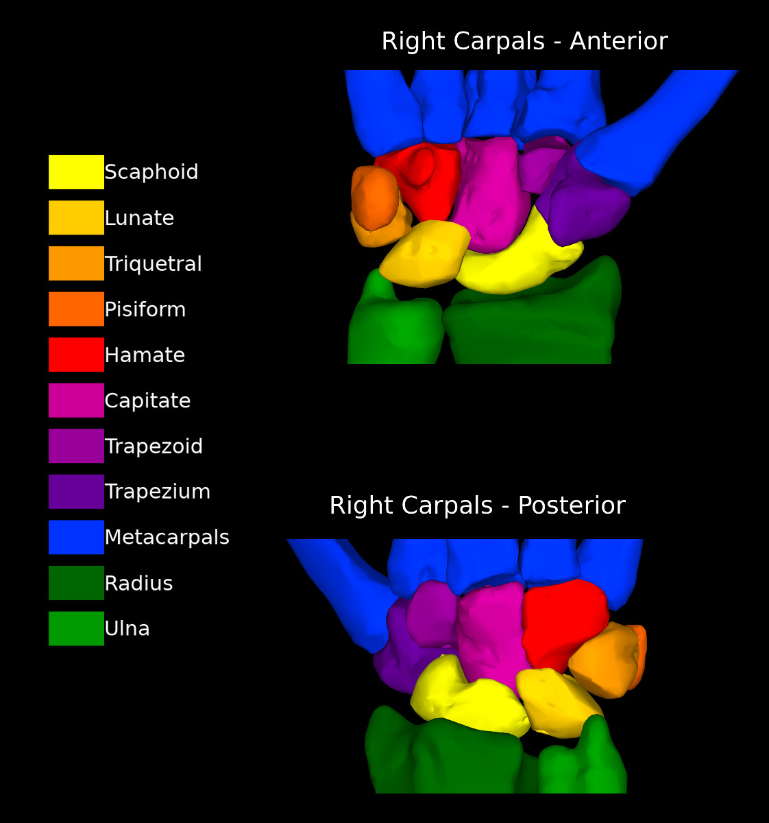 Carpal Bones