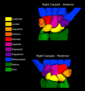 Carpal Bones