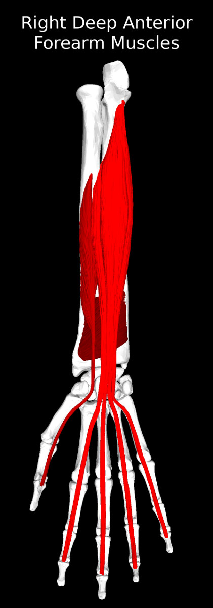 Deep Anterior Muscles of the Forearm