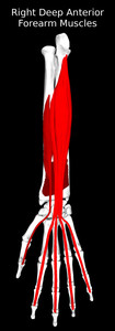 Deep Anterior Muscles of the Forearm