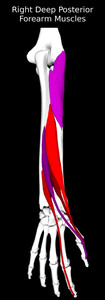 Deep Posterior Muscles of the Forearm