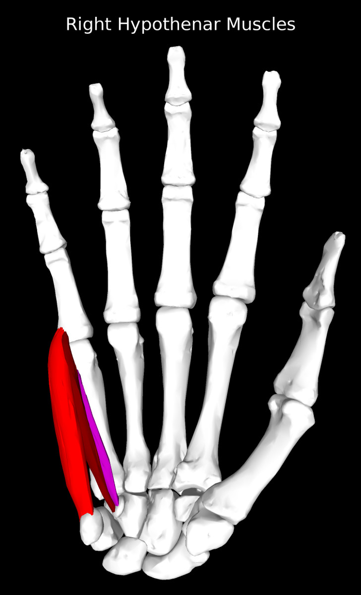 Hypothenar Muscles