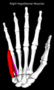 Hypothenar Muscles
