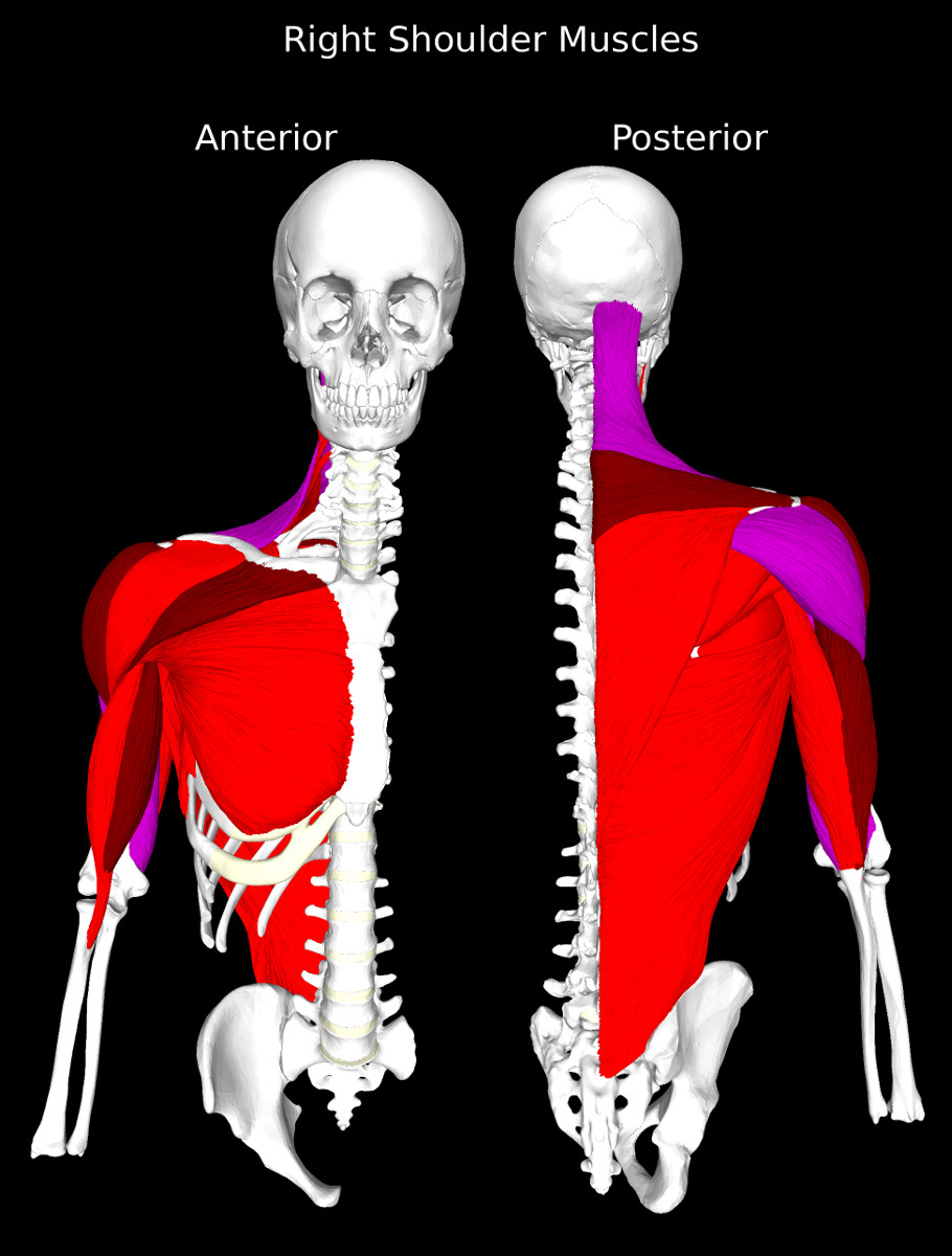 Muscles of the Shoulder