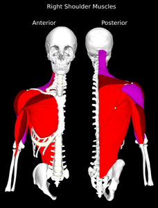 Muscles of the Shoulder