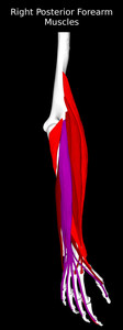 Posterior Muscles of the Forearm