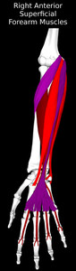 Superficial Anterior Muscles of the Forearm