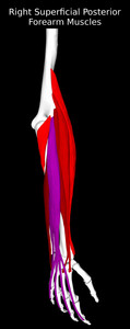 Superficial Posterior Muscles of the Forearm