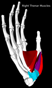 Thenar Muscles